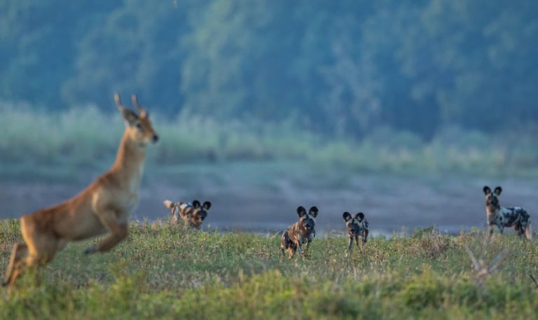 8 Day South Luangwa Wildlife Photography Pangolin Safari 